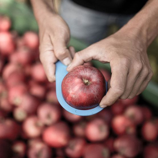 apple-in-hands