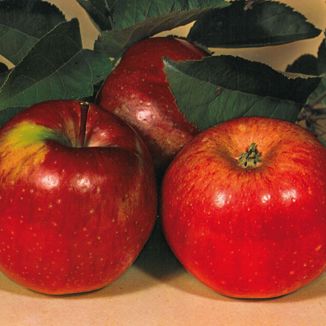 1962